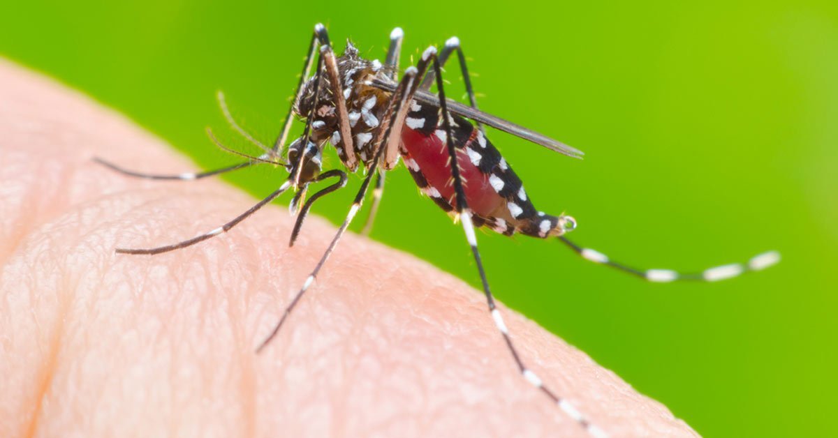 Resultado de imagem para Verão: autoridades preocupadas com surto de dengue 2