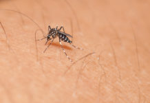dengue brusque