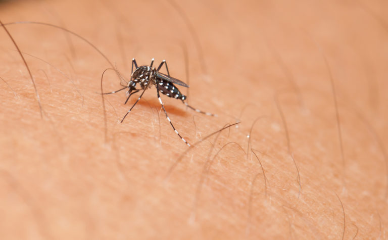 dengue brusque