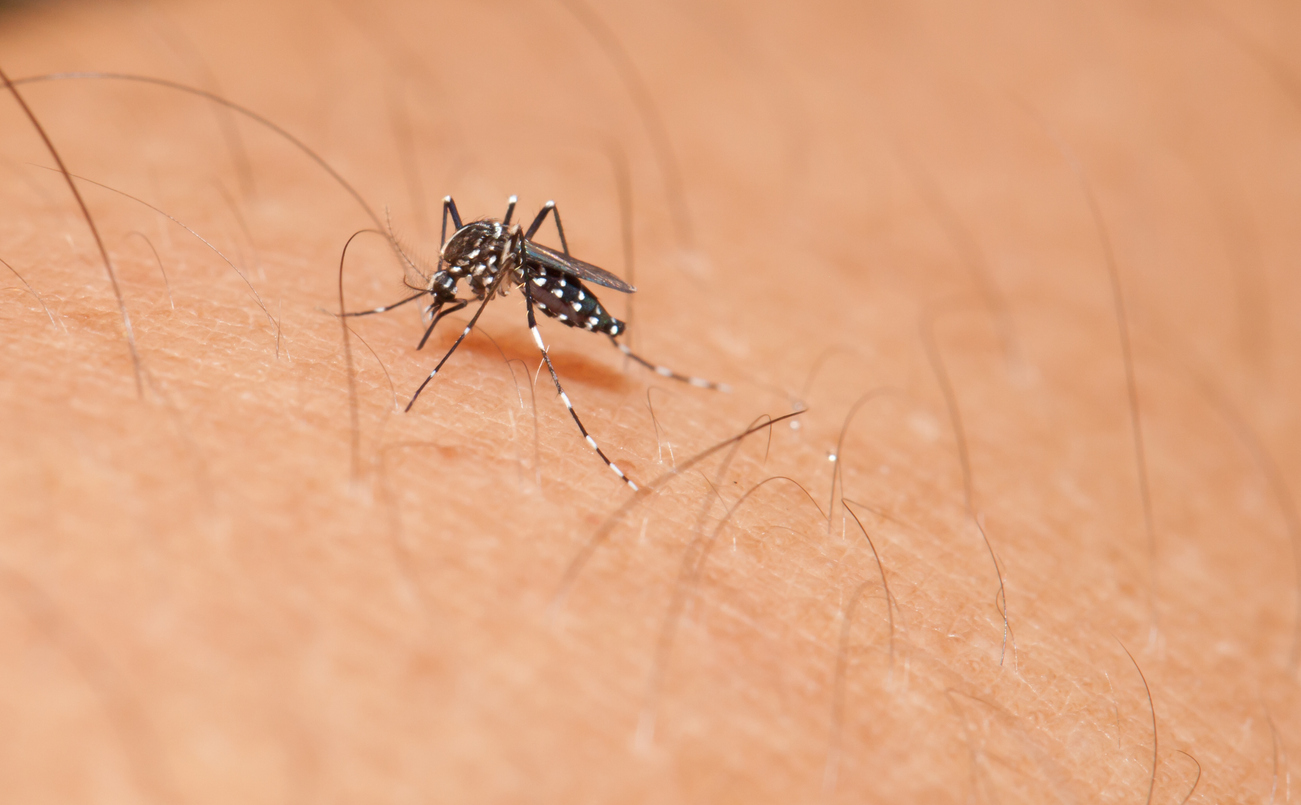 Brusque confirma o terceiro óbito relacionado a dengue