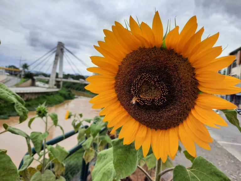 brusque ponte estaiada