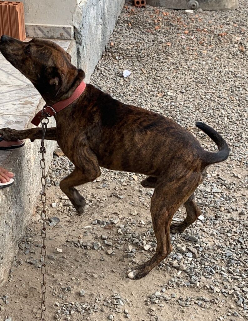 Polícia Civil e Acapra resgatam cachorros em situação de maus tratos