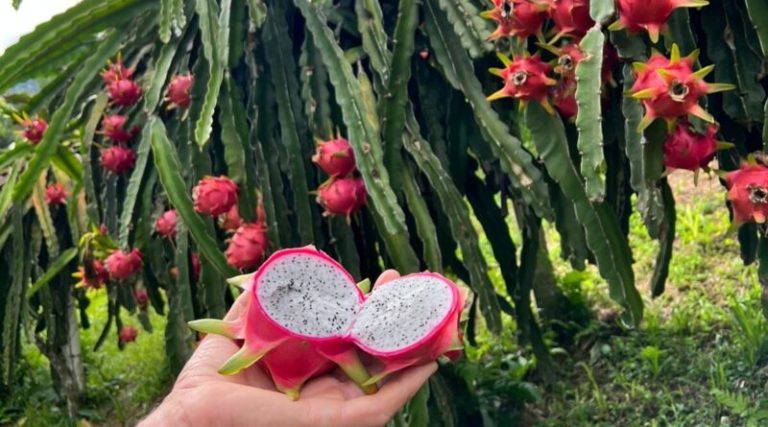 pitaya gaspar