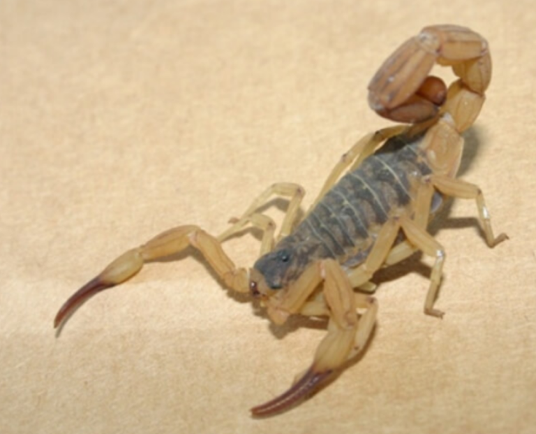 escorpião amarelo tytius-serrulatus-3-