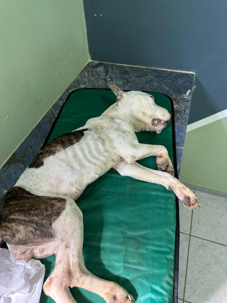 Polícia Civil prende homem por maus-tratos a animais em Brusque